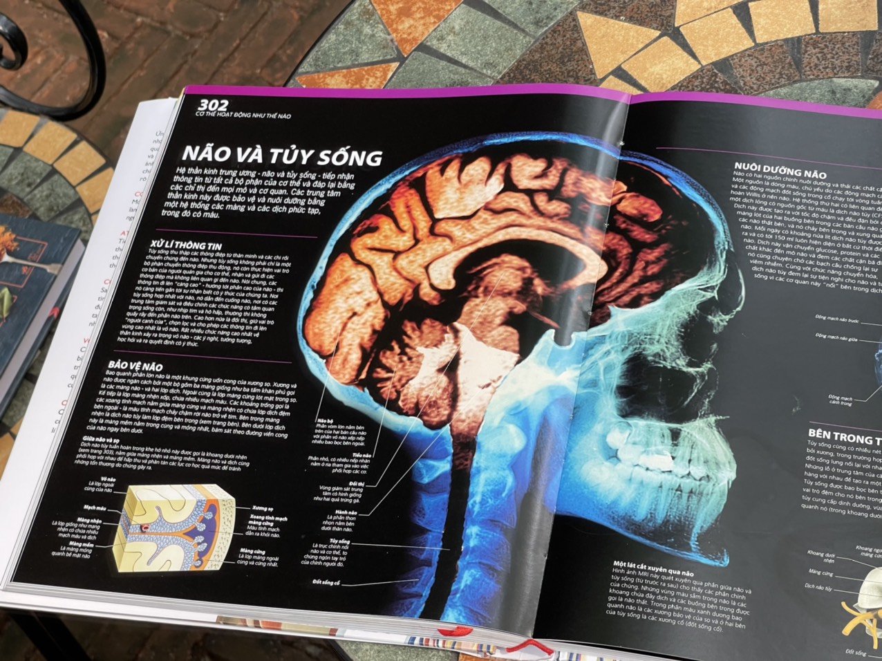 ATLAS GIẢI PHẪU CƠ THỂ NGƯỜI – Alice Roberts – Đông A