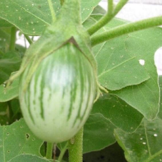 Combo 2 gói hạt giống cà trứng mã lai -gói 1gram