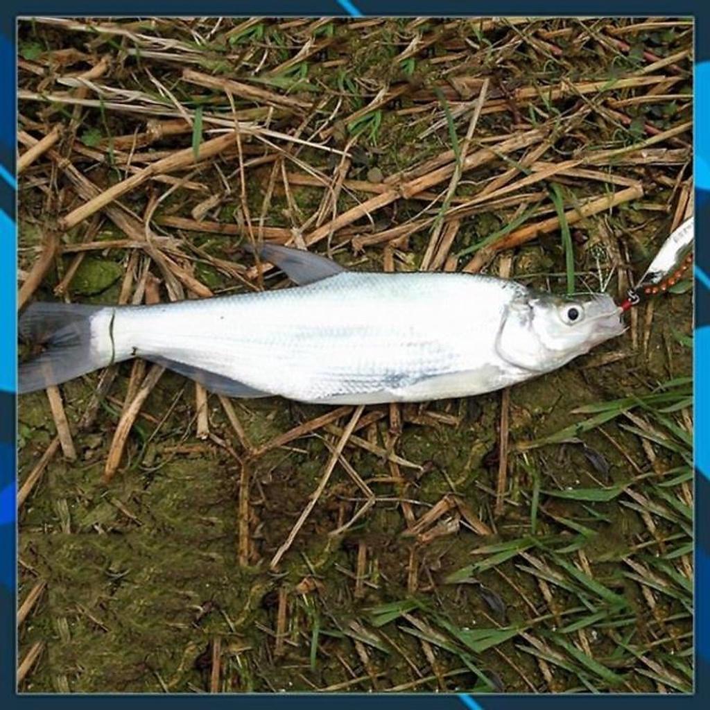 Mồi thìa lượn Spoon nặng 2,5g 5g 7,5g 10g chuyên câu cá suối, cá mương, câu lure