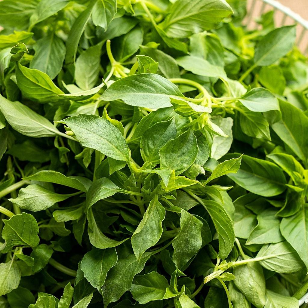 Hạt giống Lá É gói 5gr - Rất dễ trồng