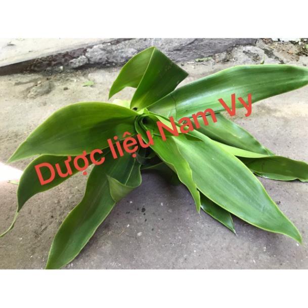 Cây lược vàng tươi 500gram