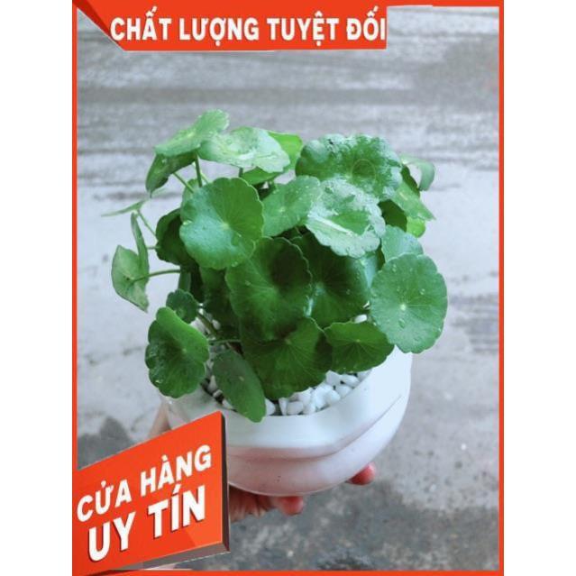 Chậu Cỏ Đồng Tiền