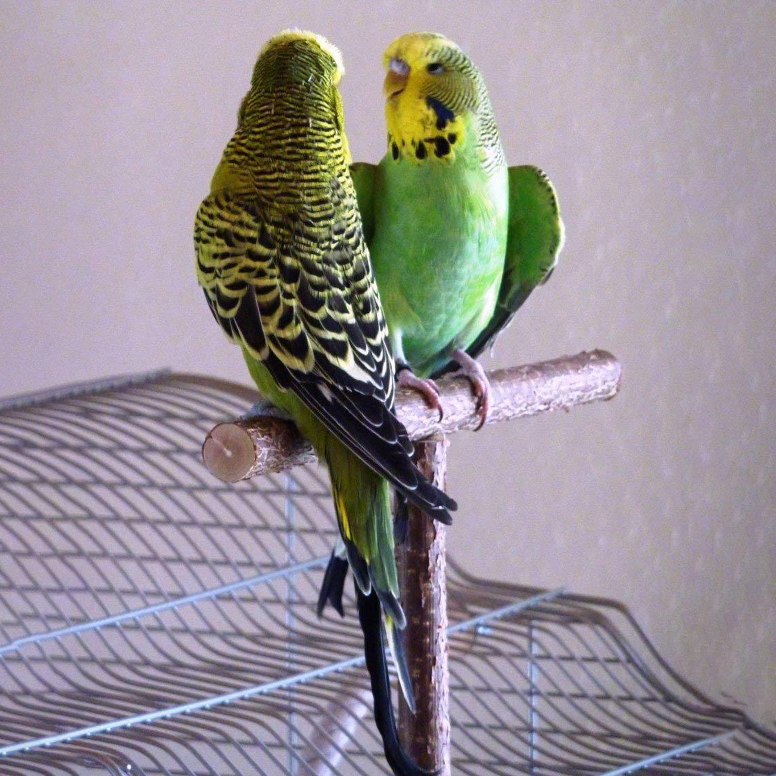 Chew Cockatiel Toy Bird Paw Grinding Bird Cage Accessories Parrot Stand Parrot Wooden Perch Bird stand Cockatiel Budgie Conures Exercise