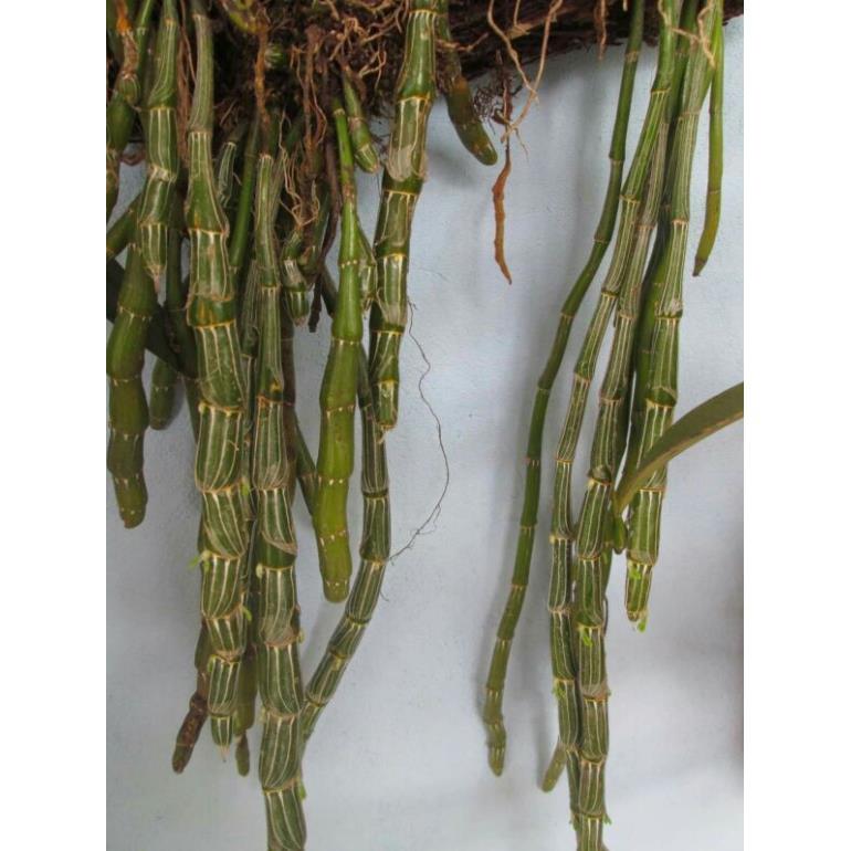 5 Cây Giống hoa lan