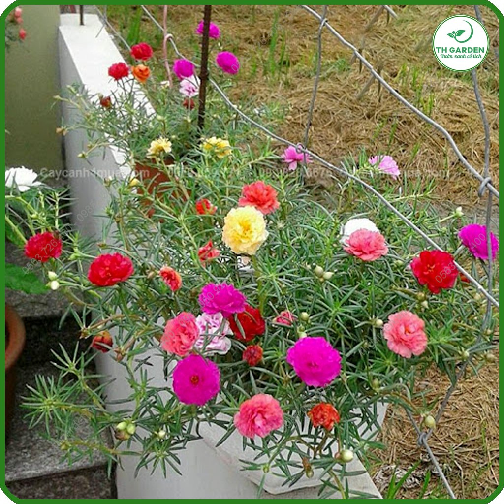 Hạt Giống Hoa Mười Giờ Mỹ Cánh Kép Bông To - Hạt Giống Dễ Trồng Dễ Chăm Sóc, Hoa Thơm, Bền Màu, Lâu Tàn