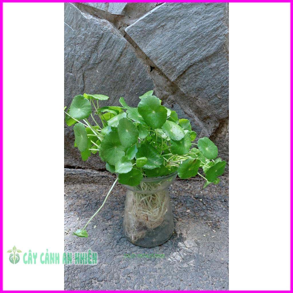Chậu Cây Cỏ Đồng Tiên