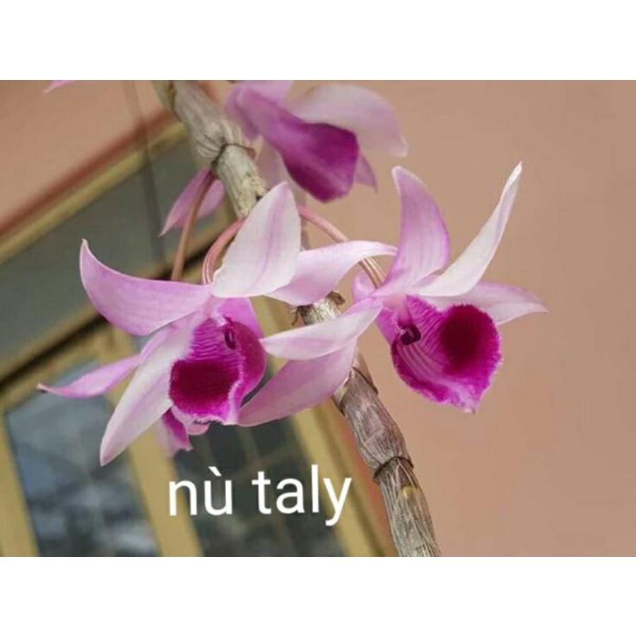 Combo 2 cây phong lan giả hạc nù taly