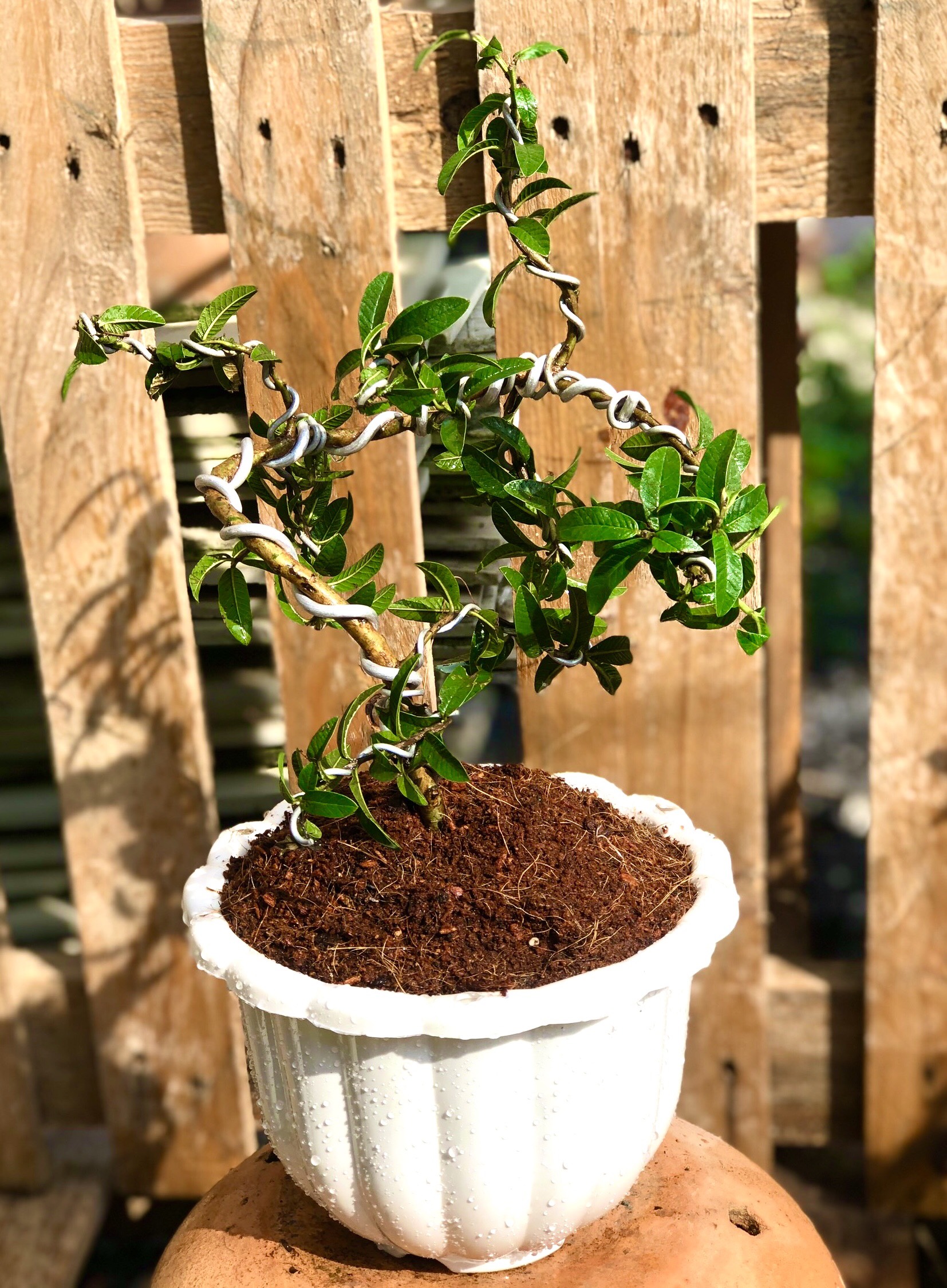 Cây ổi Hoàng Kim dáng bonsai