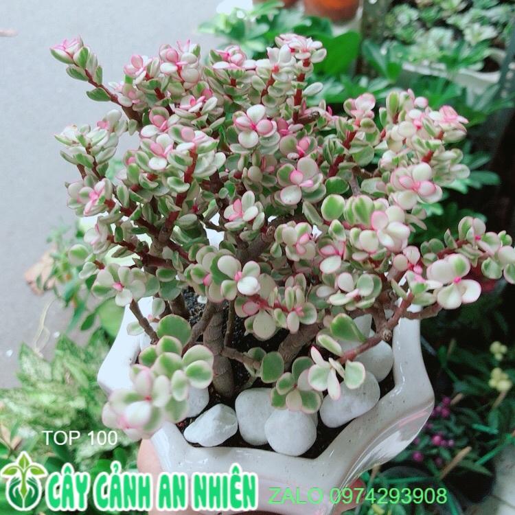 Chậu Cây Cành Vàng Lá Ngọc