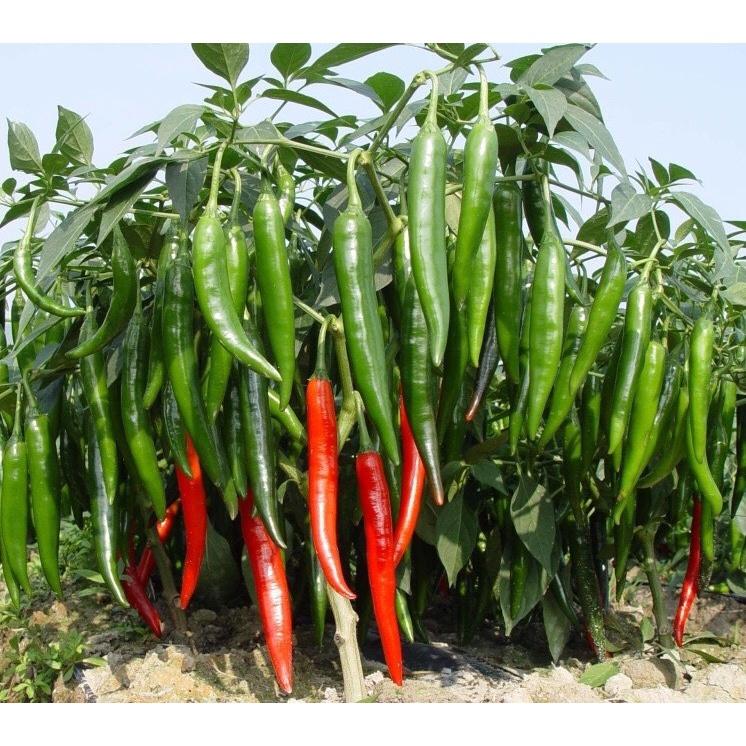 Giống ớt chỉ địa lai F1