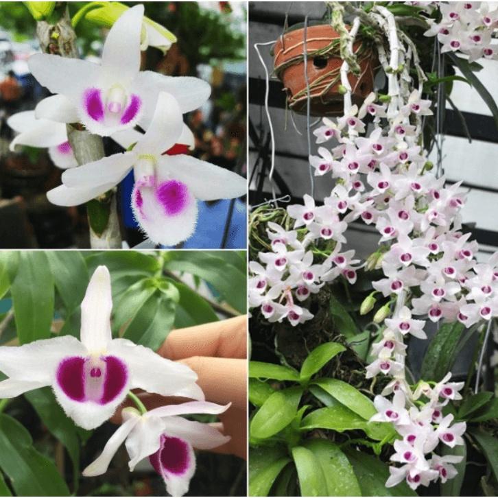 LAN PHI ĐIỆP RỒNG LỬA - HÀNG VAR HOA CỰC ĐẸP CỰC THƠM - HÀNG GIEO HẠT