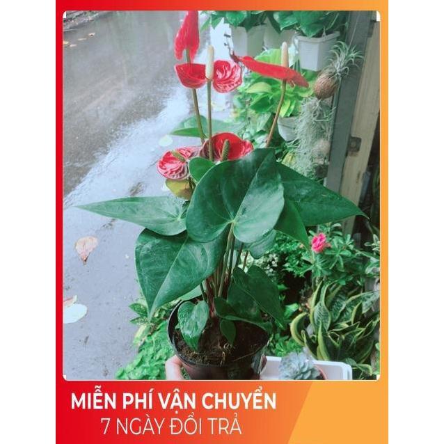 Cây Hồng Môn