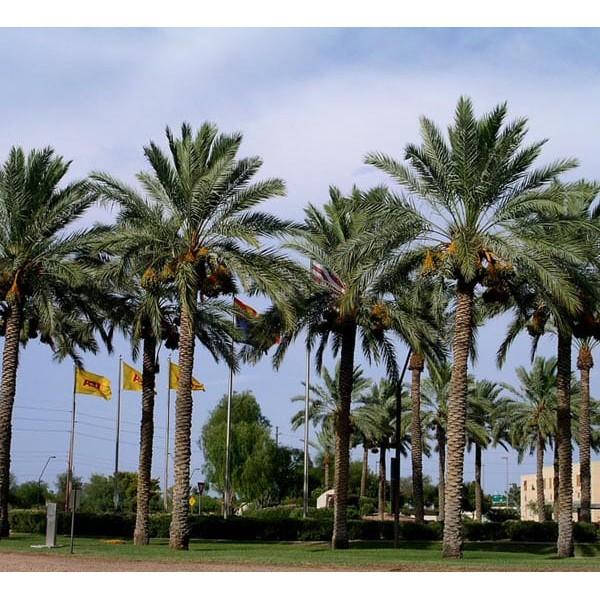 Cây giống Chà Là Ăn Trái QUẢ VÀNG NHƯ HÌNH ( Bầu to, bộ rễ siêu khỏe, ươm được 2 năm ].