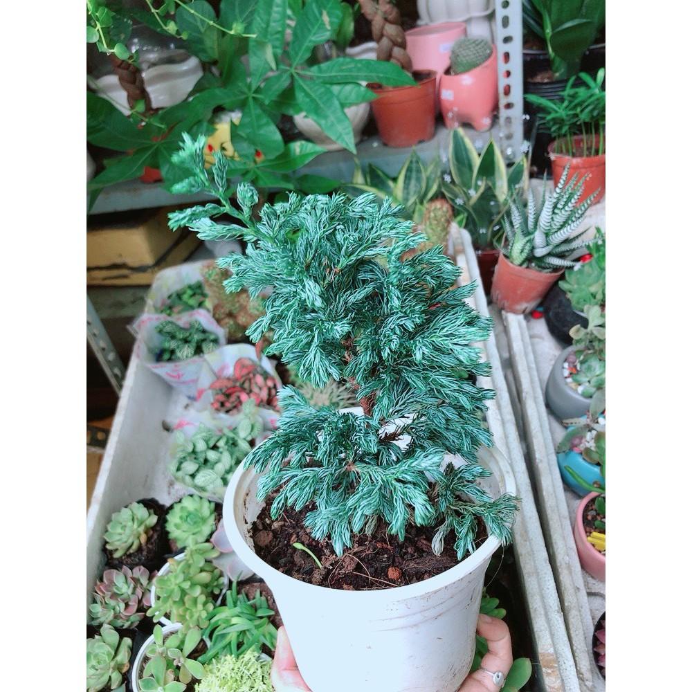Cây Tùng Bạc Hay Tuyết Tùng
