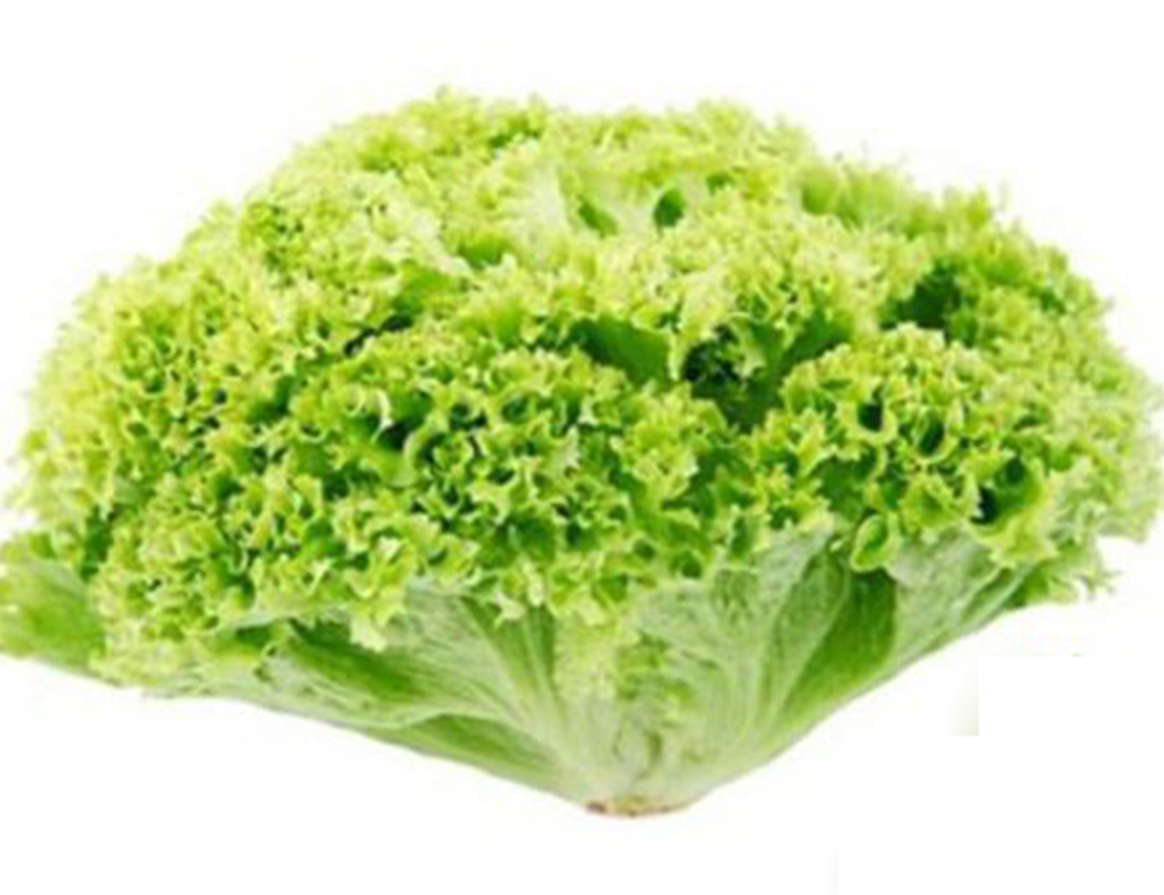 Hạt Giống Rau XÀ LÁCH Xoăn Xanh Chất Lượng Cao Gói 5Gr - RL033
