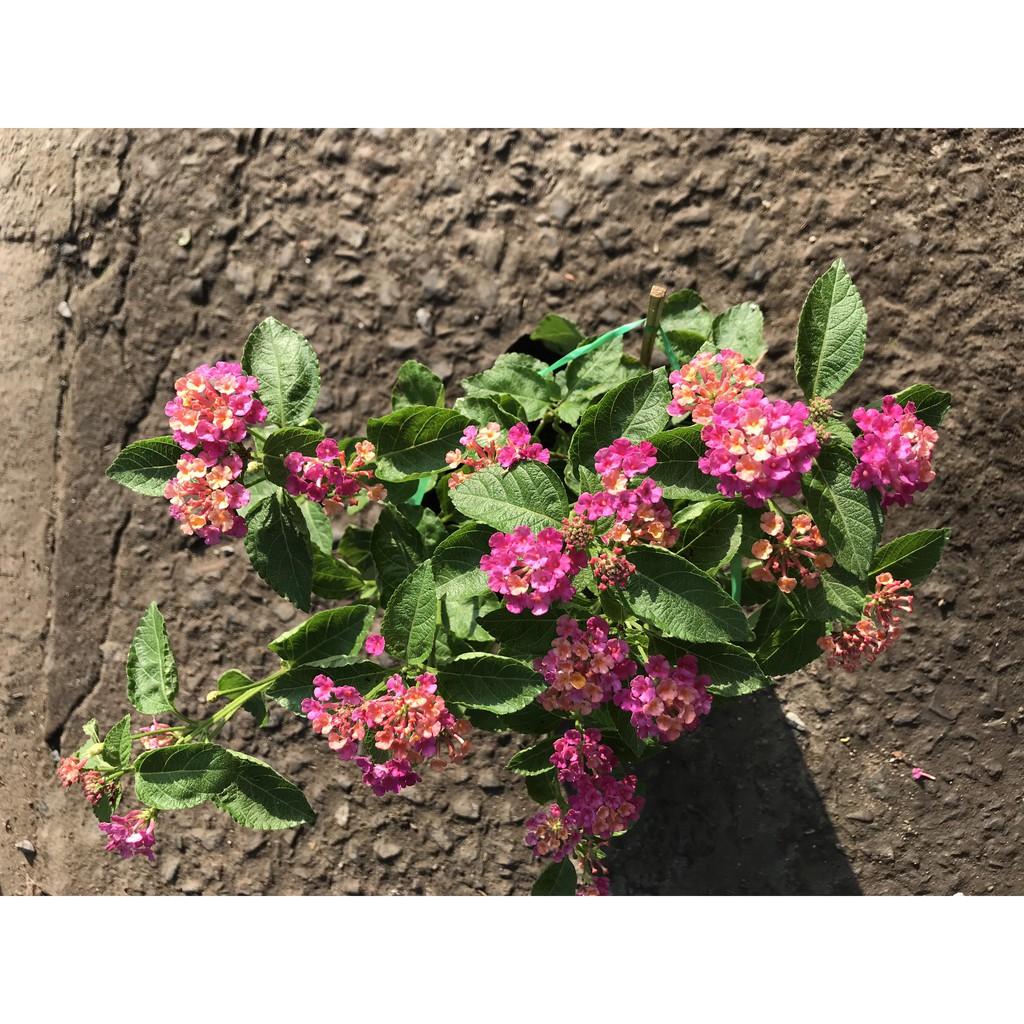 Chậu Ngũ Sắc hoa màu hồng