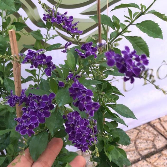 1 CHẬU CÂY CHUỖI NGỌC HOA TÍM
