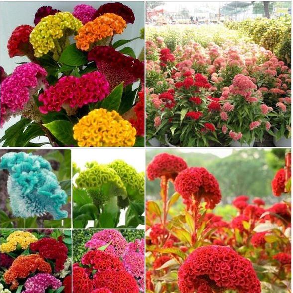 Combo 5 gói hoa mào gà búa mix - kèm gói kích thích hạt nảy mầm
