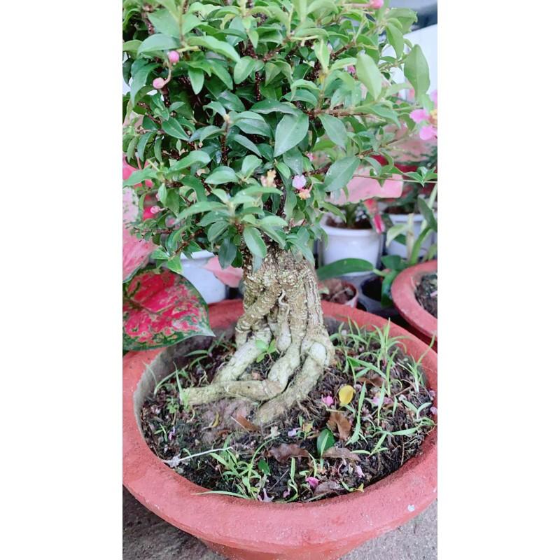 Hồng Ngọc Mai Bonsai Gốc 4-5cm