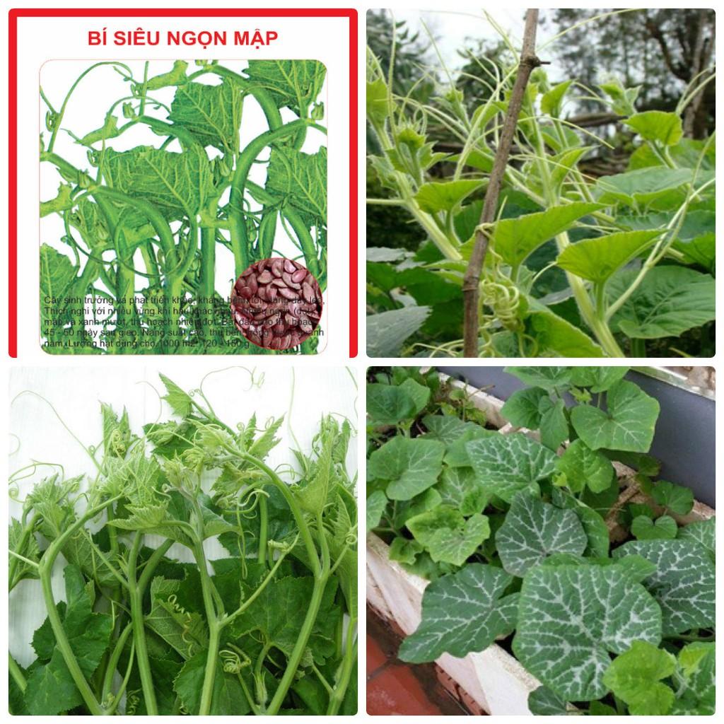 Hạt giống Bí Ngọn Siêu Mập Cao Sản 10gr/gói