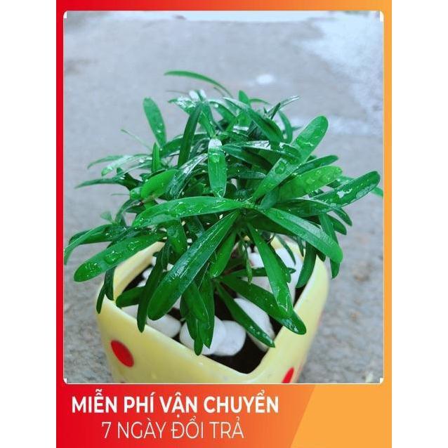 Chậu Cây Tùng Vạn Niên