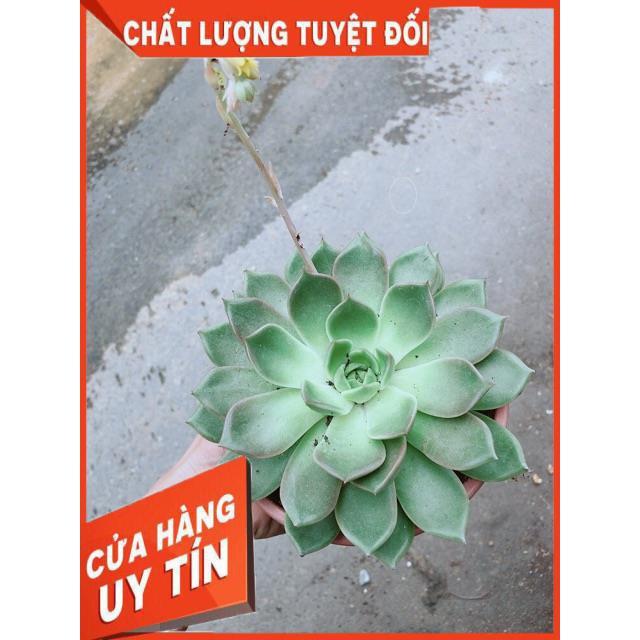 Sen Đá Size Đại