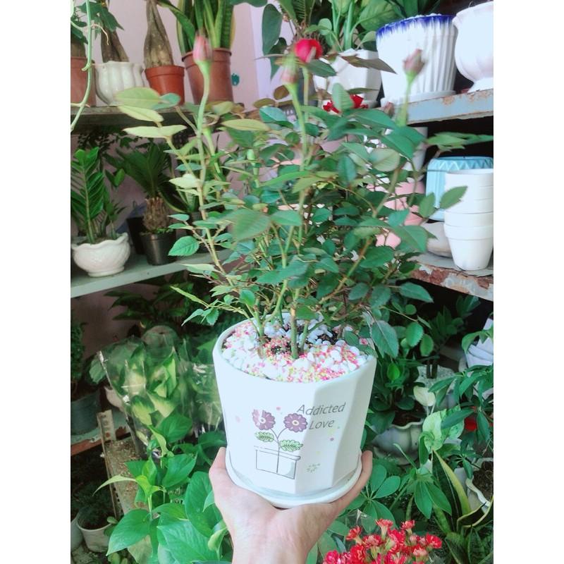 Chậu Hoa Hồng Đỏ