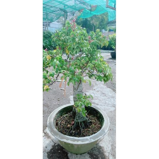 Chậu Khế Bonsai Lớn