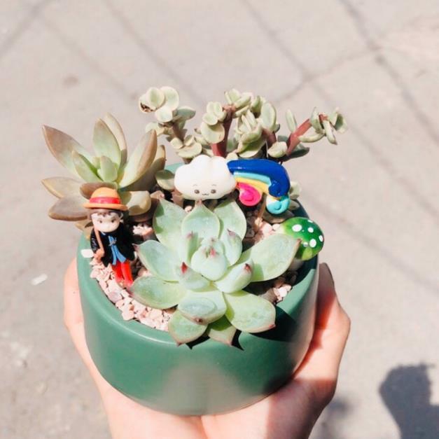 Chậu tiểu cảnh đẹp