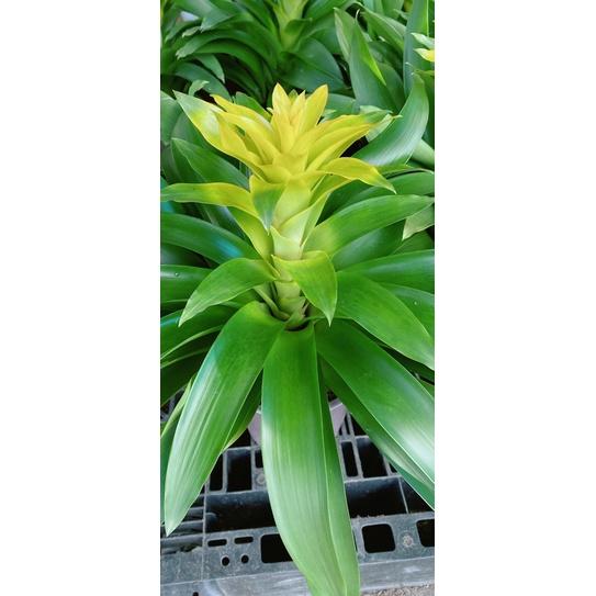 Cây Vẩy Nến Vàng