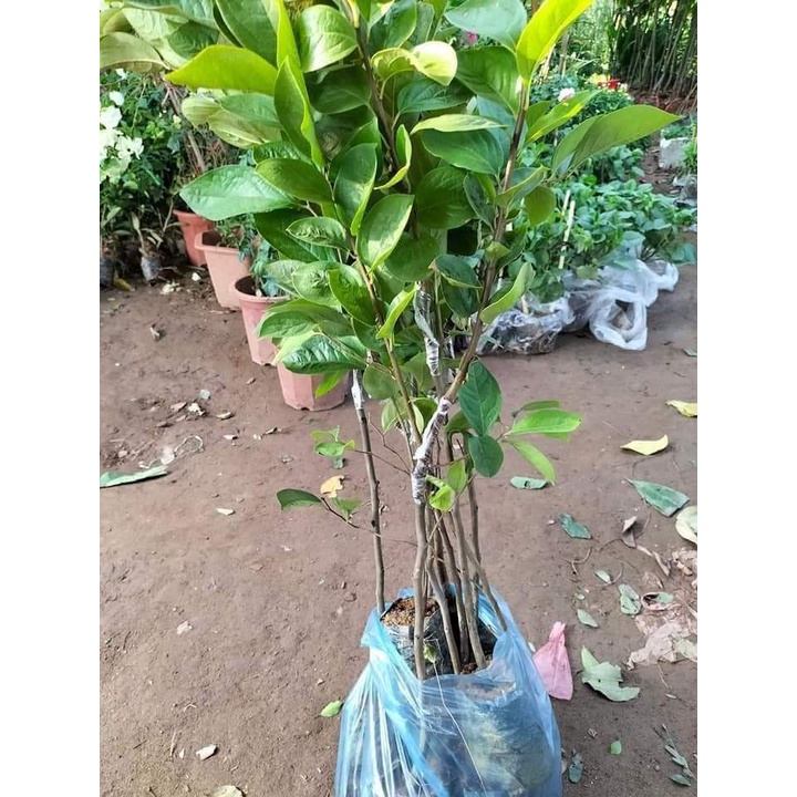 Cây Giống Hồng trứng đà Lạt