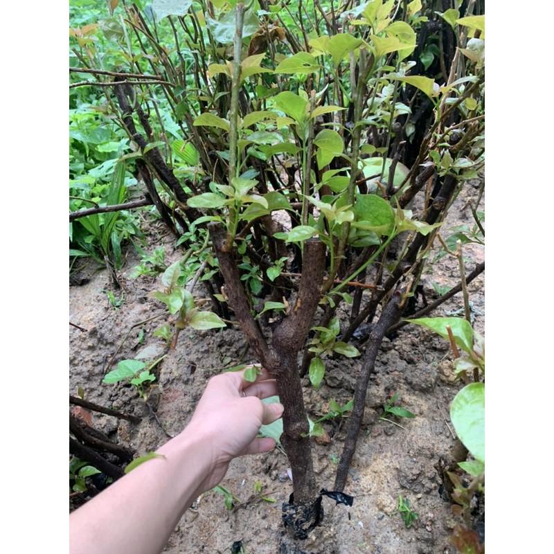 CÂY HOA GIẤY ĐỦ MÀU được chọn màu