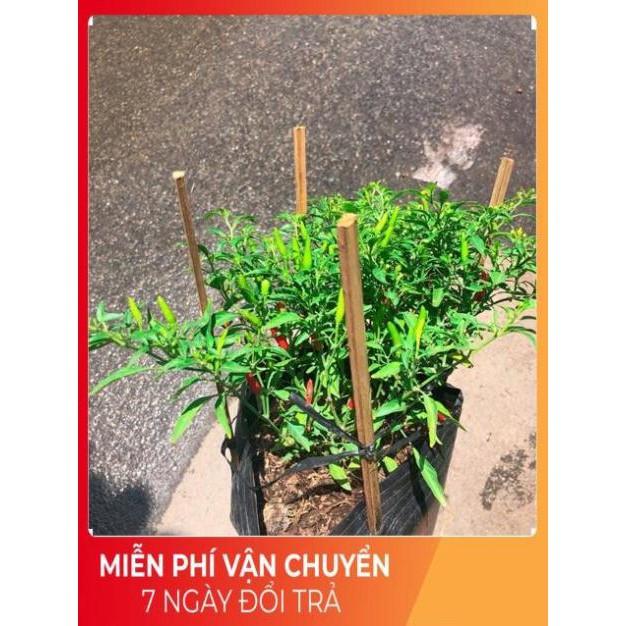 Bụi Ớt Hiểm