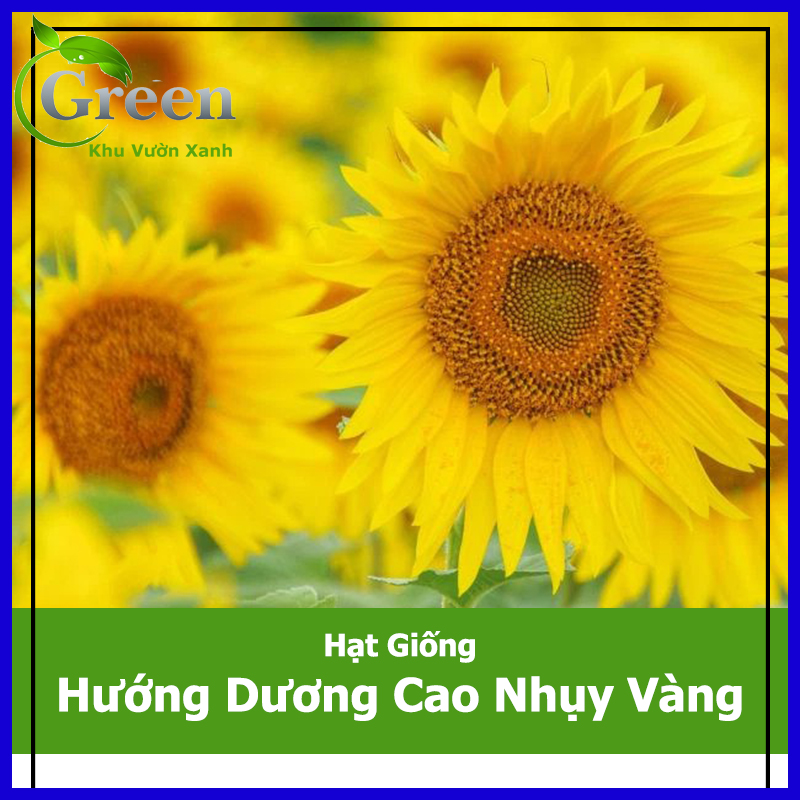 Hạt Giống Hoa Hướng Dương Cây Cao Nhụy Vàng Hà Lan