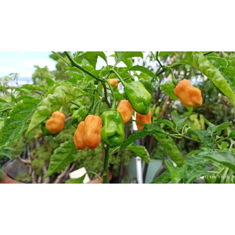 hạt ớt Habanero cam ( Habanero orange)