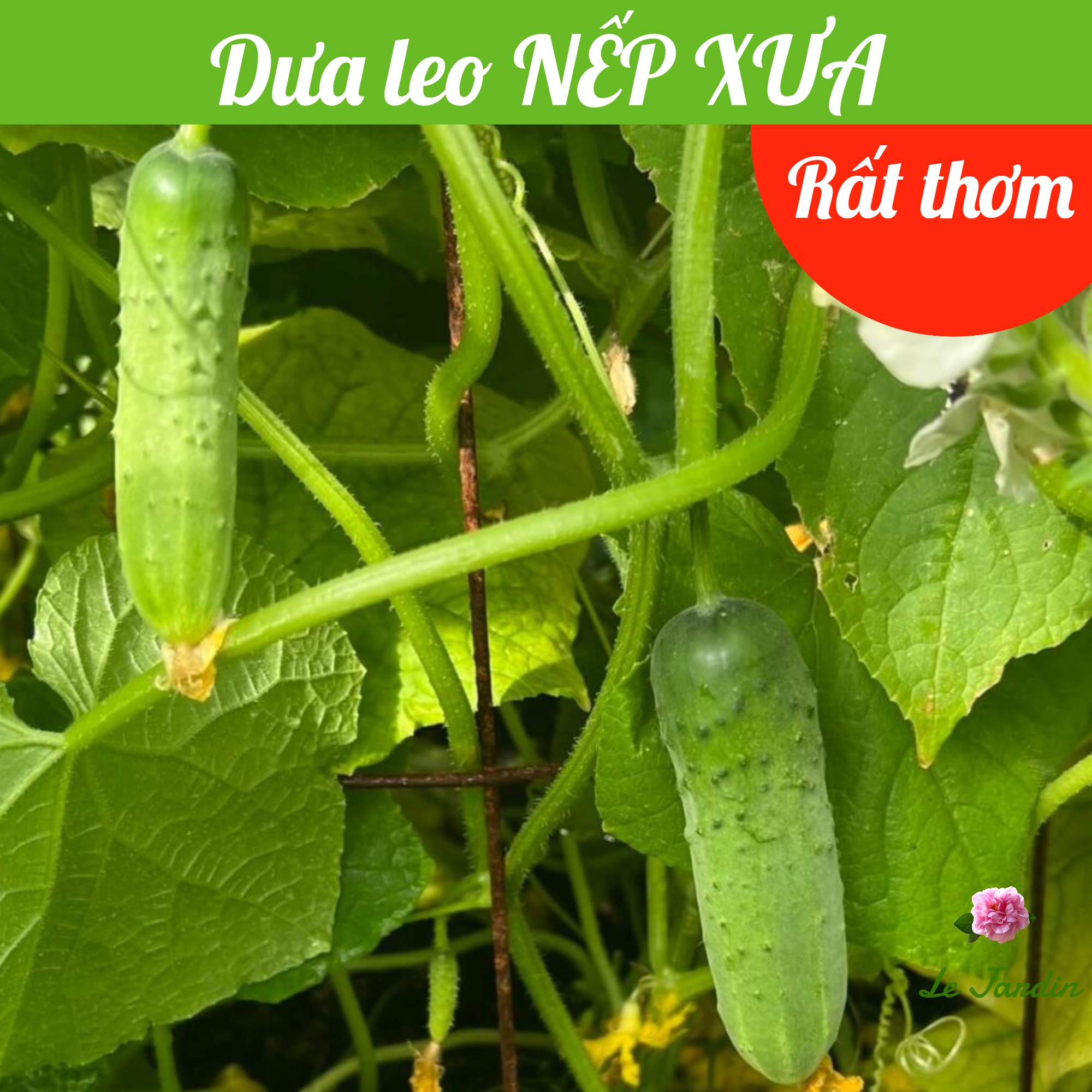 Hạt giống Dưa Leo lai F1 NẾP XƯA gói ~ 10 hạt