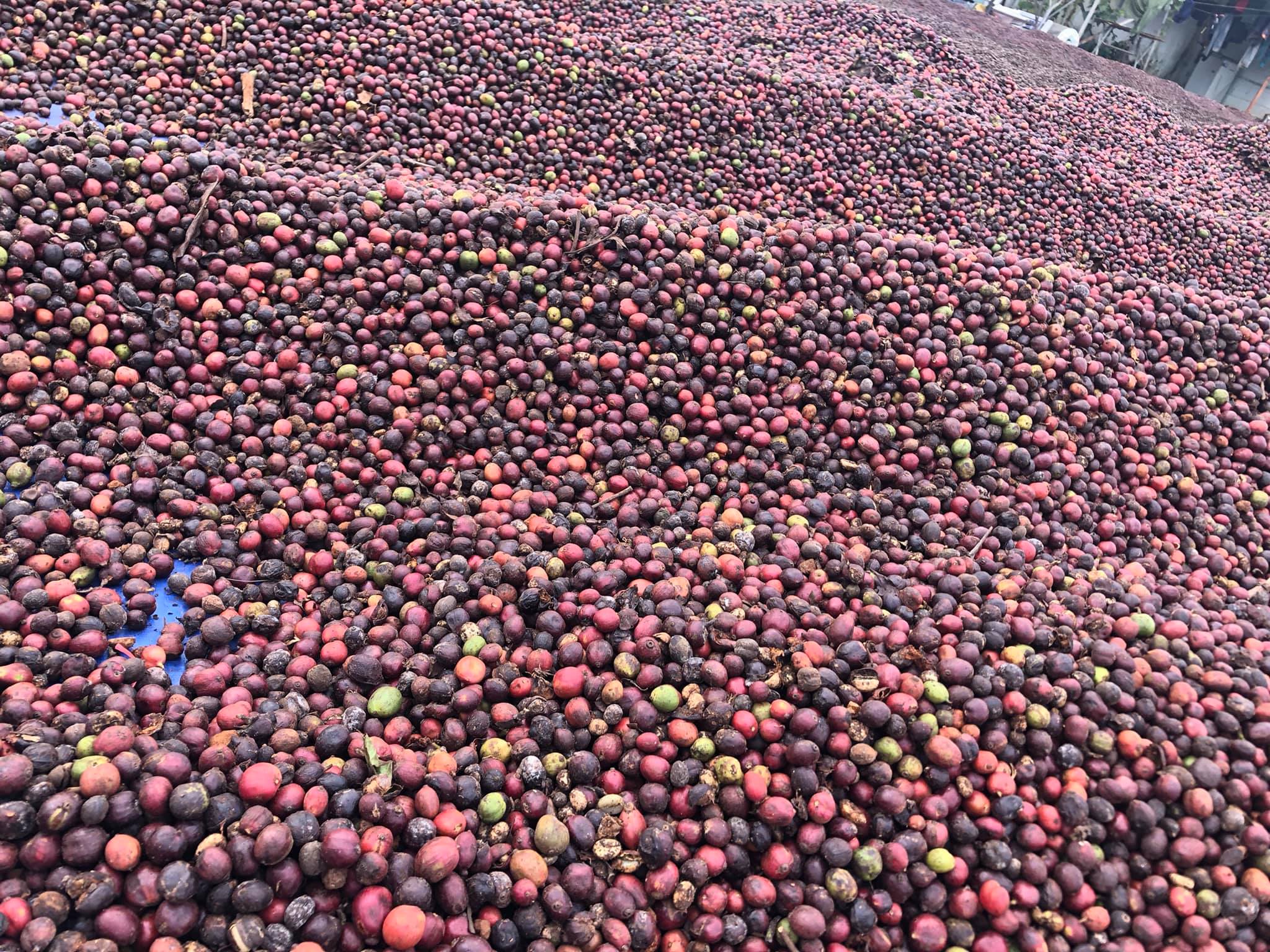 Cà Phê Nguyên Chất Baka - Robusta (Bì 500g)