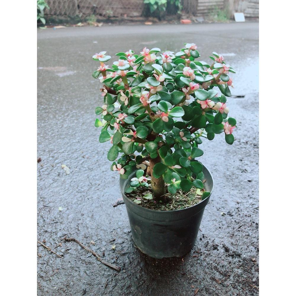 Đô La Thân Cổ Thụ