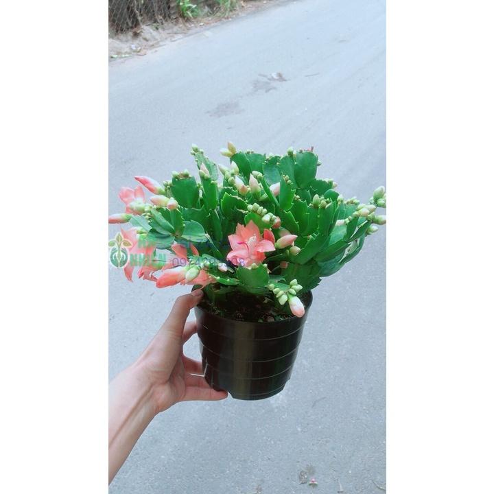 Chậu Cây Càng Cua