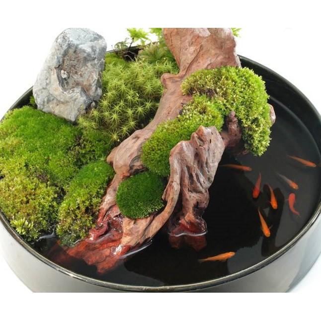 Rêu dùng cho bán cạn, tiểu cảnh