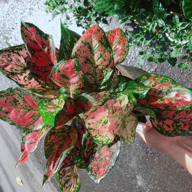 Cây Vạn Lộc