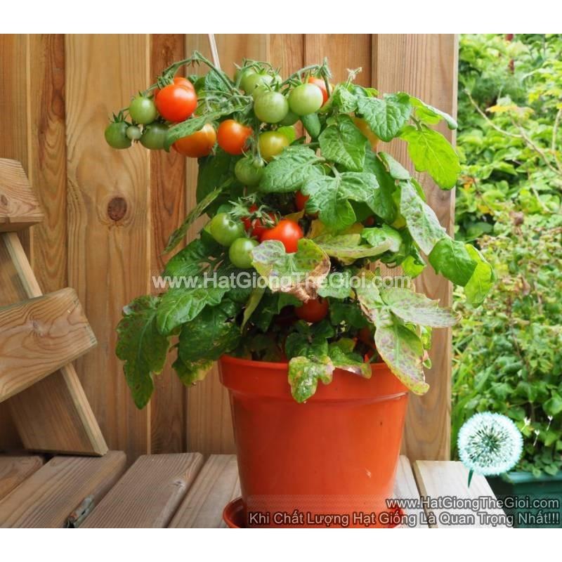 20h Hạt Giống Cà Chua Cherry Đỏ Lùn Trồng Chậu