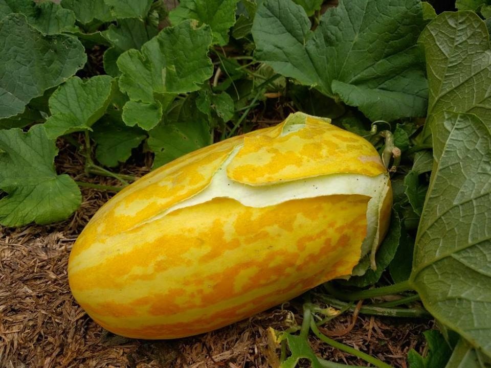 0,5 hạt giống dưa gang trái dài