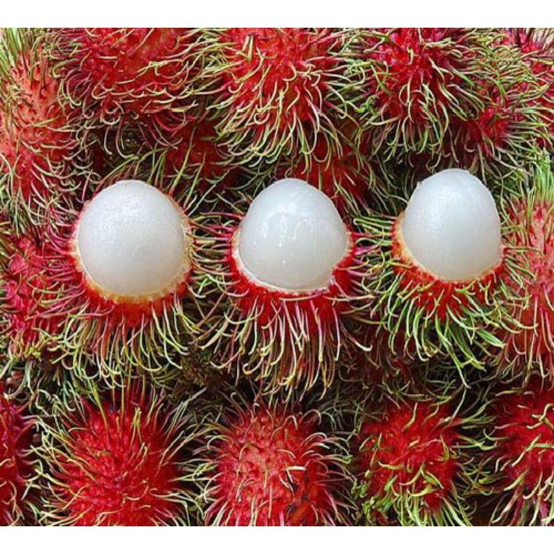 Cây giống chôm chôm thái_cây ghép nhanh cho trái cao 50-80cm_chuẩn giống