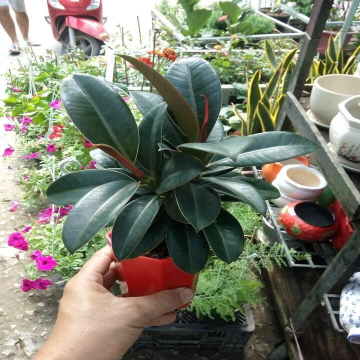 Cây đa búp đỏ cây đẹp chuẩn giống