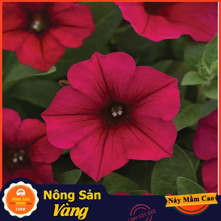 Hạt giống Hoa Dạ Yên Thảo Mix Màu - Nông Sản Vàng