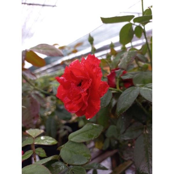 Hoa hồng tố nữ , hồng nội, hồng bụi, thân gỗ, nguyên bản