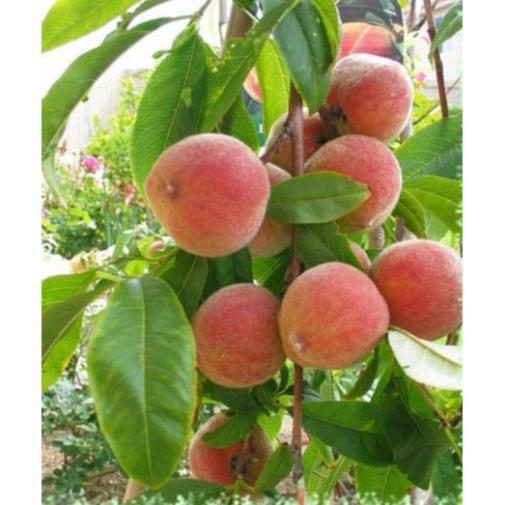 CÂY GIỐNG ĐÀO BÁT TIÊN