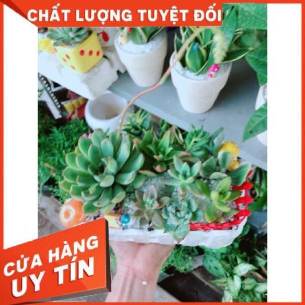 Chậu sen đá mix tiểu cảnh