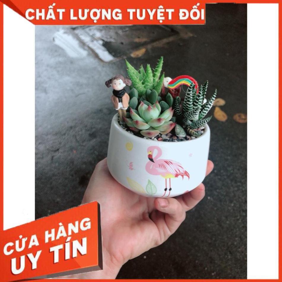 Chậu sen đá tiểu cảnh 14